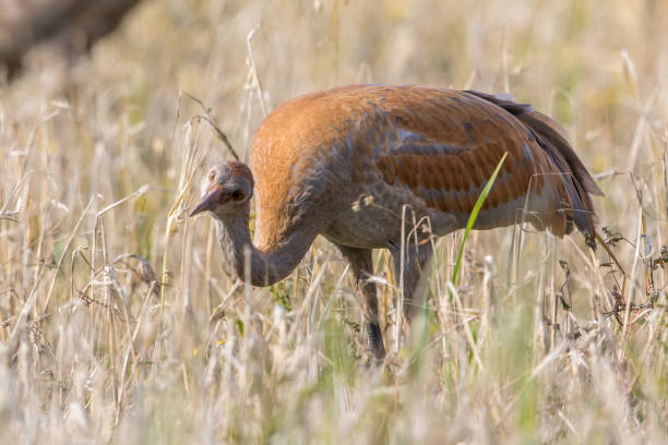 Lesser Sandhill Crane Walking in a Grass Field