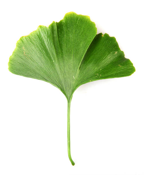 istock Green Ginkgo Biloba 1175826154