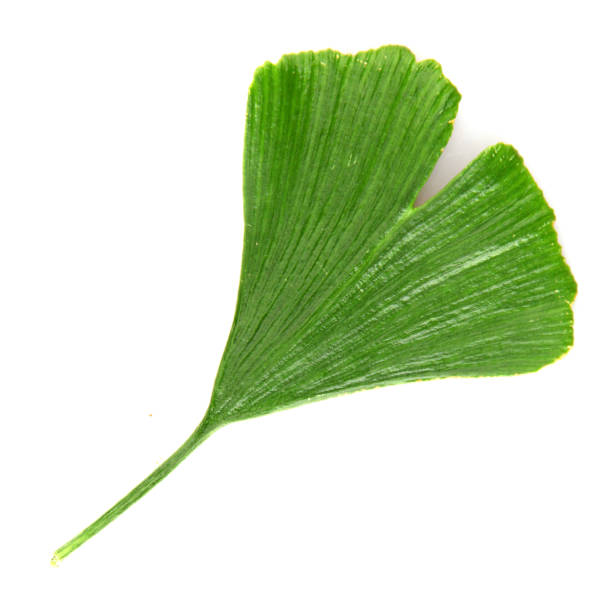 istock Green Ginkgo Biloba 1175826163