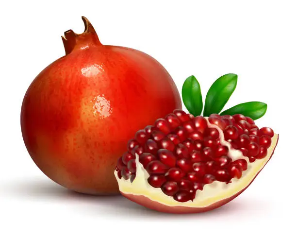 Vector illustration of juicy pomegranate vector