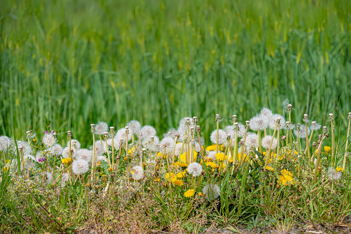 Close-up of seeds coming out from dandelion flower.