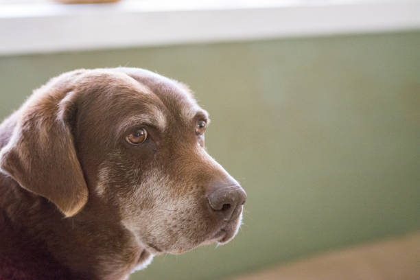Headshot of a brown Chesapeake Bay Retriever or a German Short Haired Pointer dog. He looks sad.