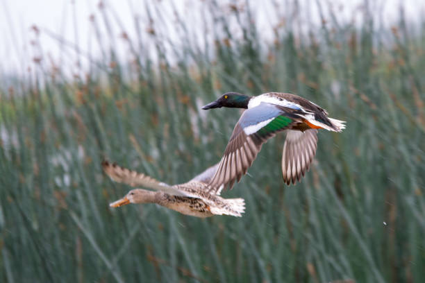 istock Northern Shoveler duck taking flight from wetlands 1175827371