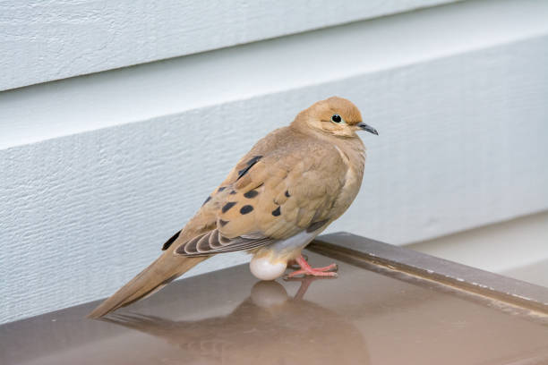 Mourning Dove laying egg on top of BBQ