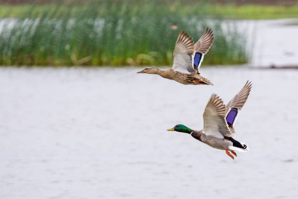 Mallard duck male drake and female hen flying over wetlands Mallard duck male drake and female hen flying over wetlands drake male duck photos stock pictures, royalty-free photos & images