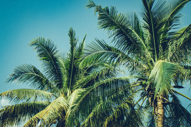 istock Coconut palm tree foliage under sky. Vintage background. Retro toned poster. 1175828290