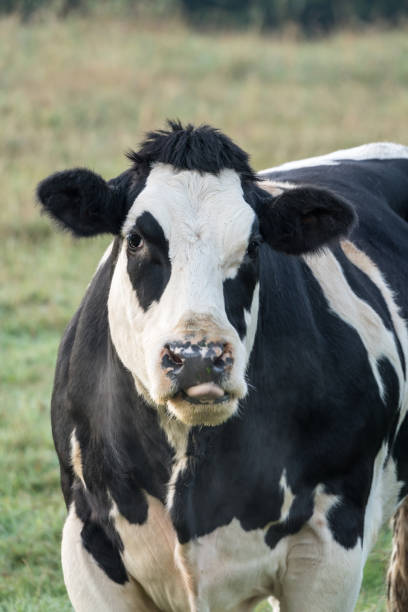 istock cow in the field 1175828955