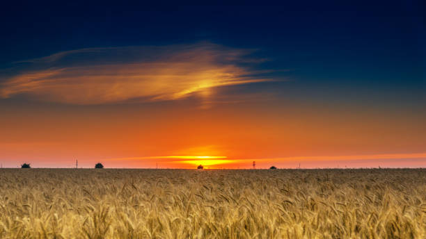istock grass at sunset in the steppe 1175834835