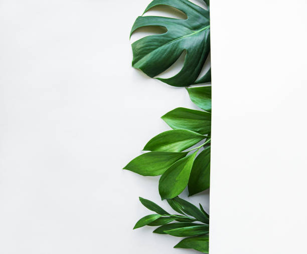 istock Tropical leaves and monstera leaf 1175836011