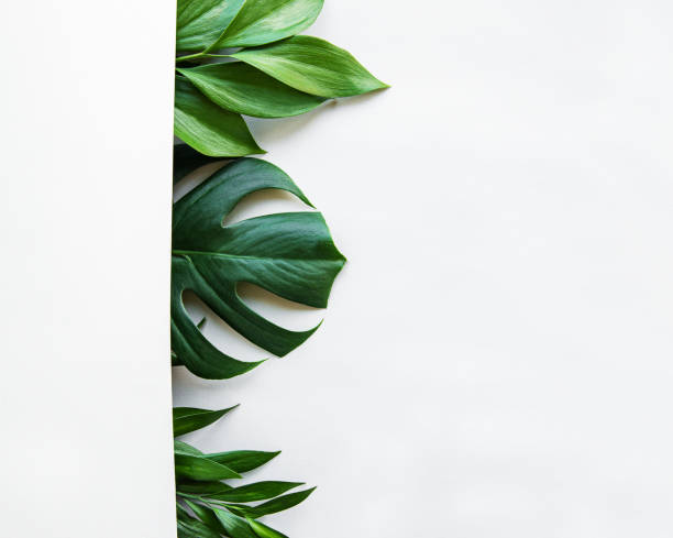 istock Tropical leaves and monstera leaf 1175836028