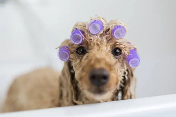 Small poodle with curlers in the bathtub