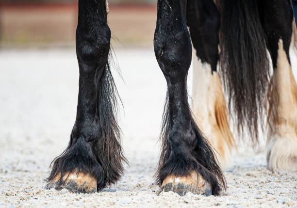 istock Big shire horse hooves 1175838659