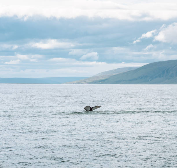 wal-geschichte in island - wildlife tracking tag stock-fotos und bilder