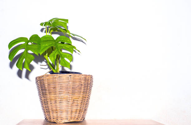 istock monstera plant in pot isolated 1175839381