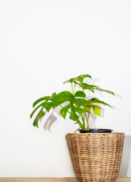 istock monstera plant in pot isolated 1175839445