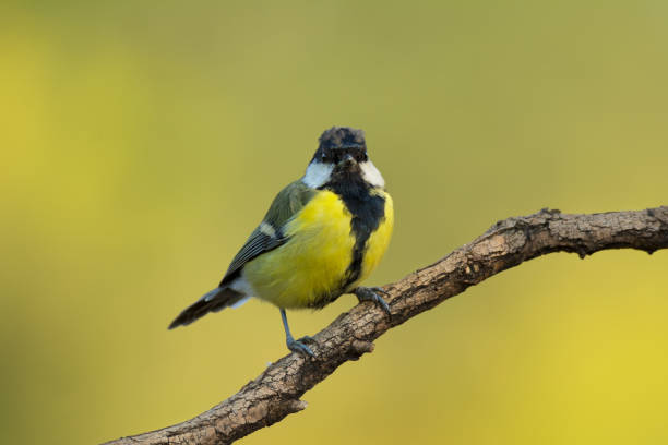 istock Small bird the great tit sitting on tree branch 1175839491