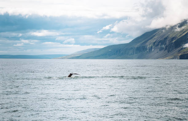 istock whale tale in iceland 1175839519