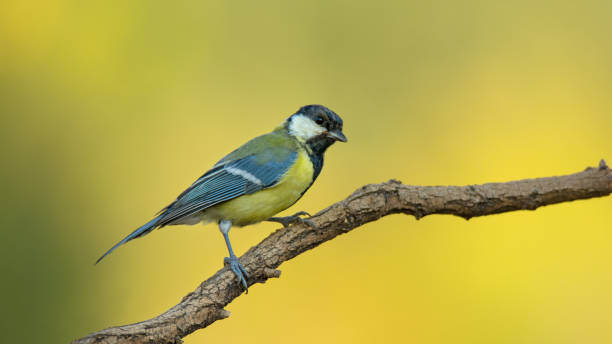 istock Small bird the great tit sitting on tree branch 1175840037