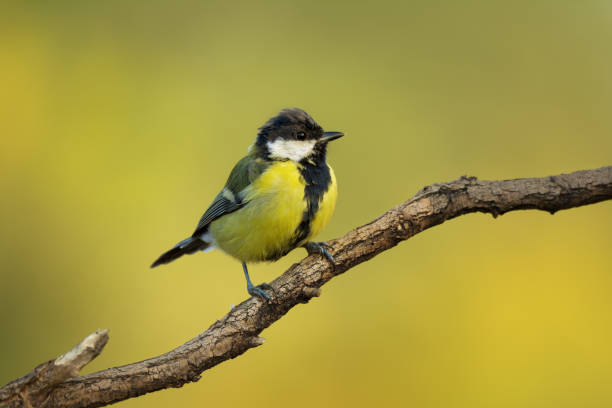 istock Small bird the great tit sitting on tree branch 1175840047