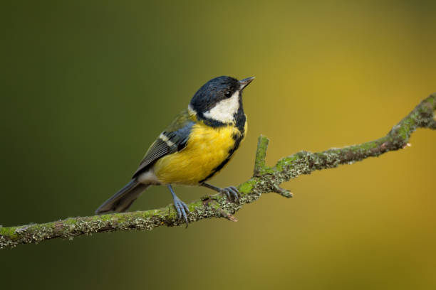 istock Small bird the great tit sitting on tree branch 1175840128