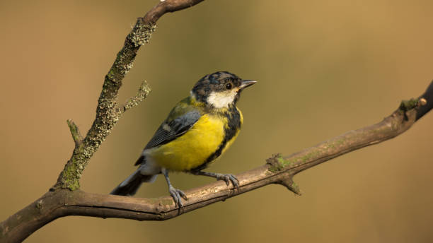 istock Small bird the great tit sitting on tree branch 1175840163