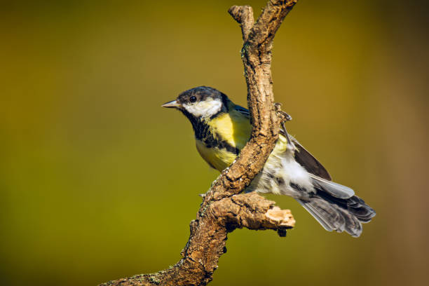 istock Small bird the great tit sitting on tree branch 1175840178