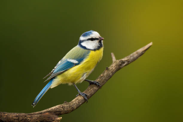 istock Small bird cute blue tit sitting on tree branch 1175840290