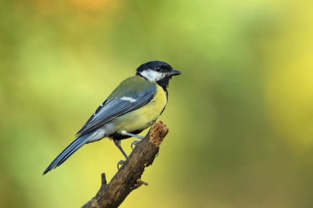 istock Small bird the great tit sitting on tree branch 1175840305