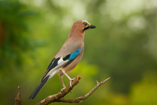 istock Beautiful bird the ordinary jay sitting on tree branch 1175840314