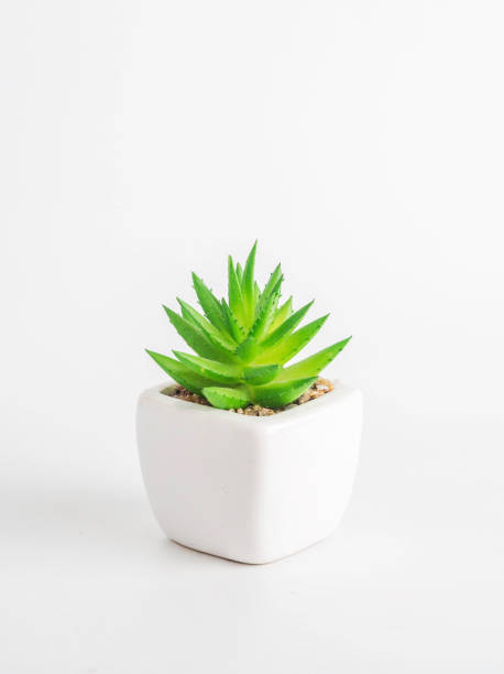 istock cactus in ceramic pot isolated on white background 1175840387