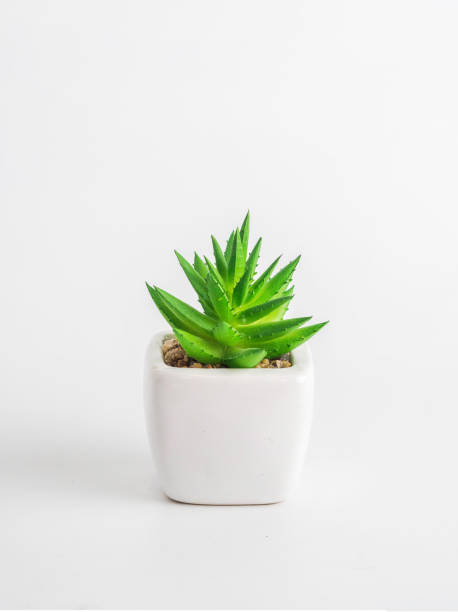 istock cactus in ceramic pot isolated on white background 1175840394