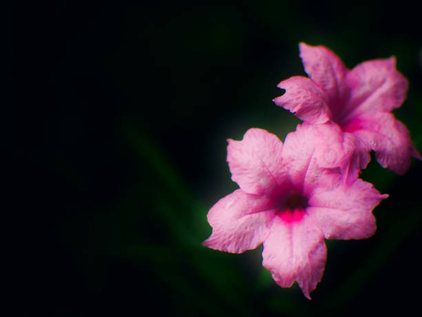 istock pink flower on black background 1175842028