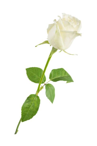 rosa bianca su sfondo bianco - long stemmed rose foto e immagini stock