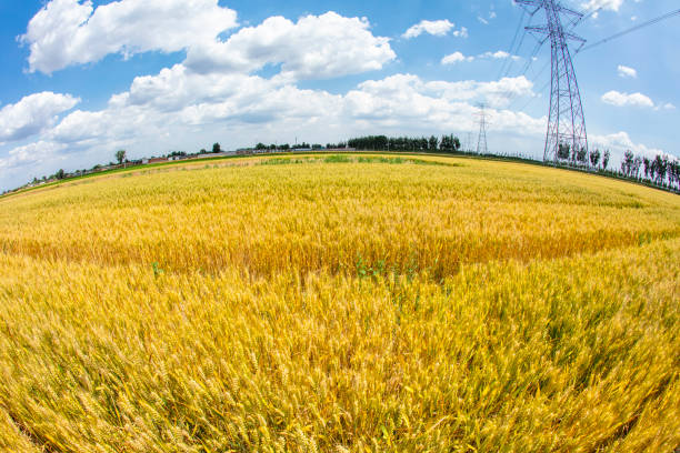 The wheat fields are under the blue sky and white clouds