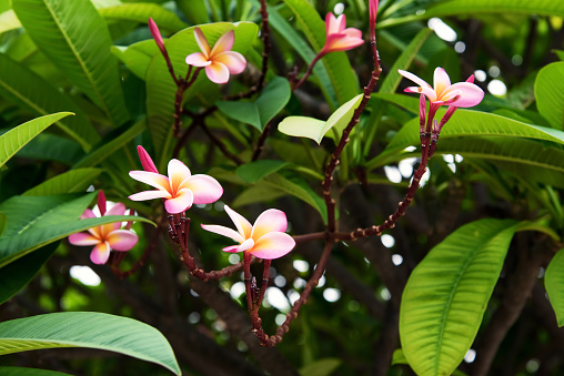 Plumeria flowers blooming and green leaves on the tree