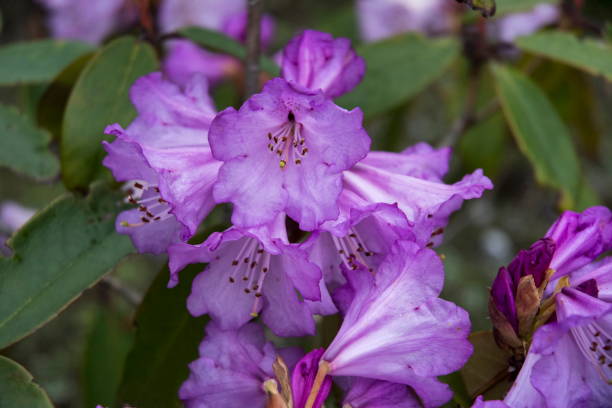 istock Pink Rhododendron, Sikkim, India 1175849031