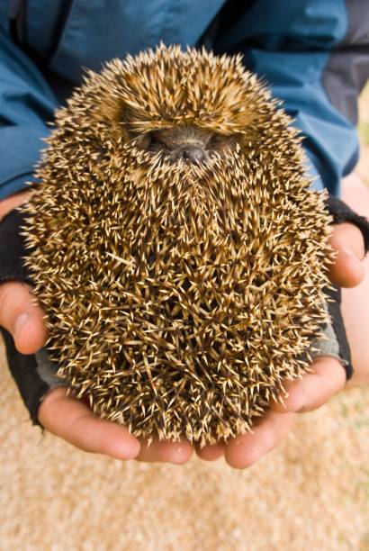 istock people hands holdind a little hedgehog 1175849268