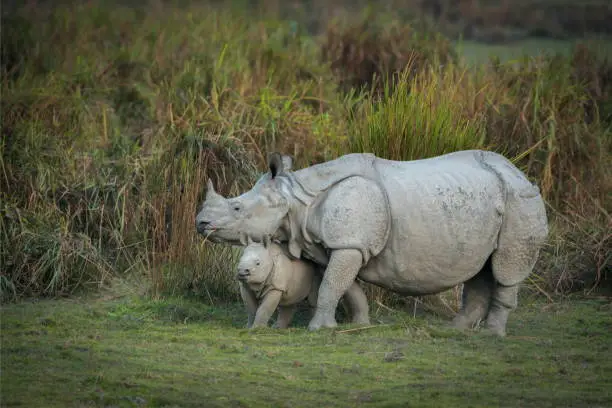 Photo of Rhino mother and calf, Kaziranga National Park, Assam, india