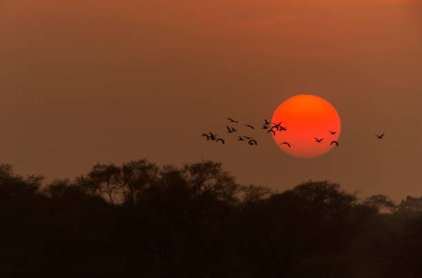 istock Birds at Sunset, Bharatpur, Rajasthan, India 1175849444