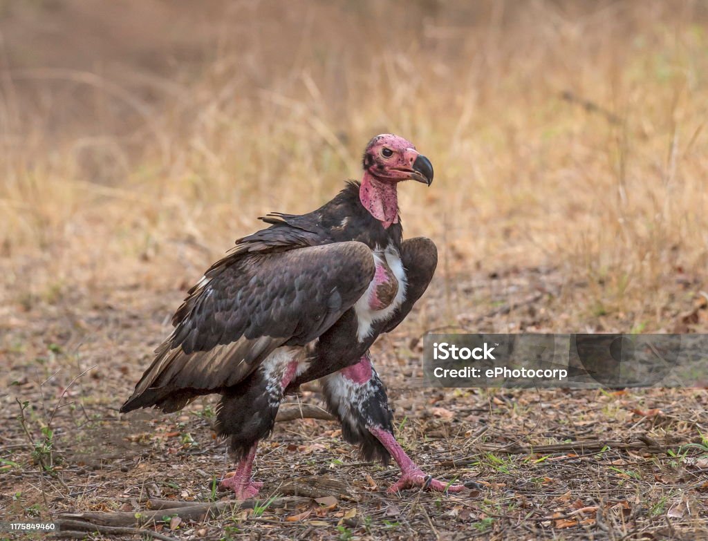 King Vulture Ranthambhore National Park Rajasthan India Stock Photo -  Download Image Now - iStock