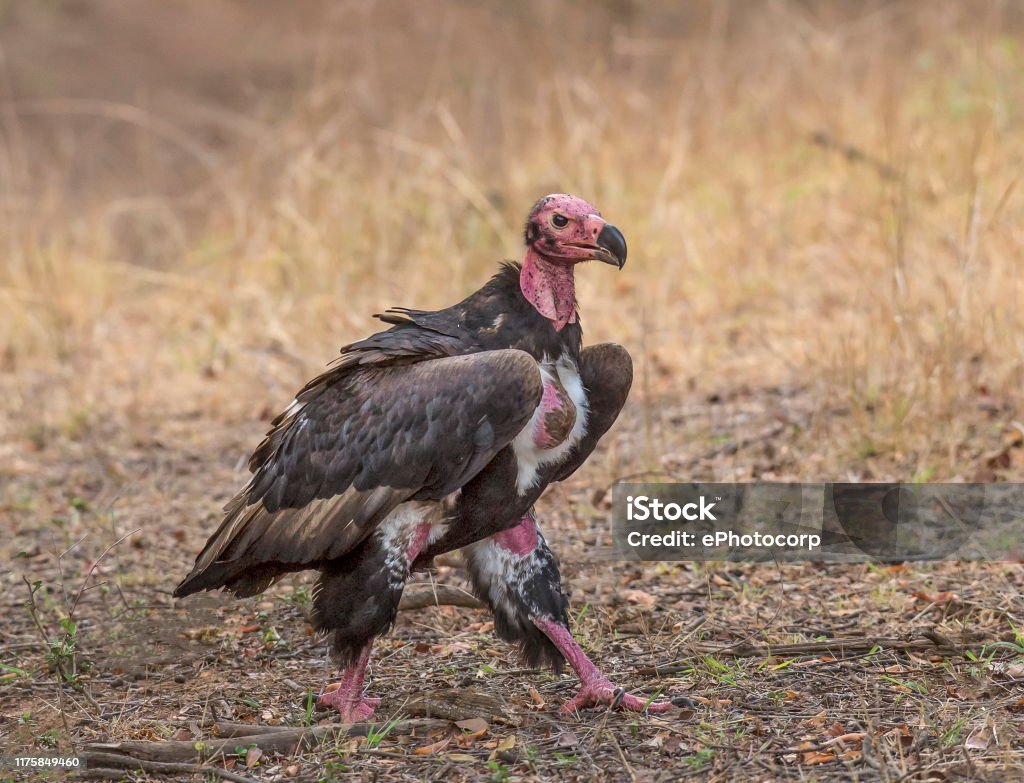 King Vulture Ranthambhore National Park Rajasthan India Stock Photo - Download Image Now - iStock King Vulture Ranthambhore National Park Rajasthan India Stock Photo - Download Image Now - iStock