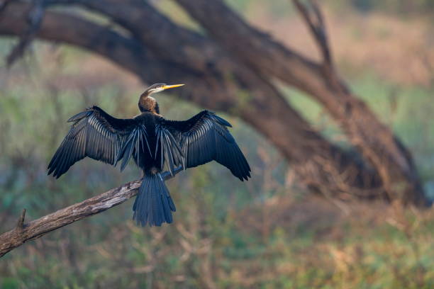 darr o aves serpiente en la familia anhingidae, bharatpur, rajastán, india - anhinga fotografías e imágenes de stock