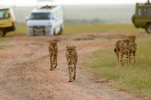 African Leopard Running at Wildlife for hunting