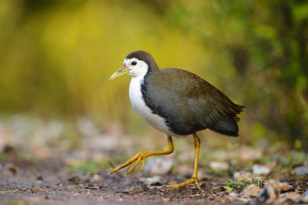 waterhen de pecho blanco, amaurornis phoenicurus, bharatpur, rajasthan, india - phoenicurus fotografías e imágenes de stock