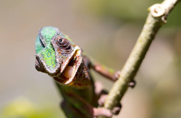 istock Panther chameleon Furcifer pardalis from Madagascar, perched on a branch 1175850633