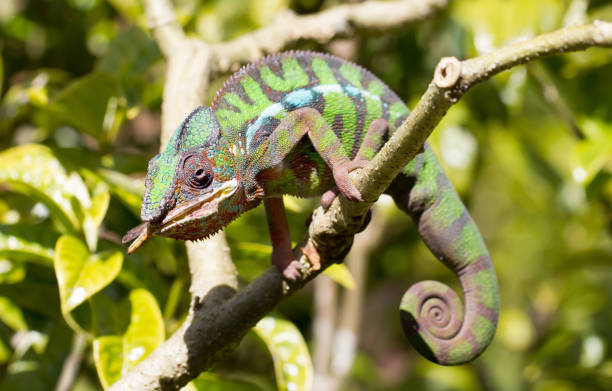 istock Panther chameleon Furcifer pardalis from Madagascar, perched on a branch 1175850640