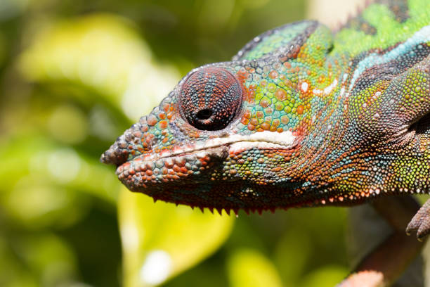 istock Panther chameleon Furcifer pardalis from Madagascar 1175850654