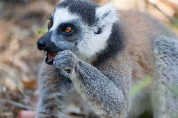 istock Famous Madagascar Maki lemur, Ring tailed lemur, eating 1175850718
