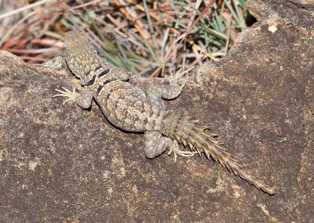 istock Spiny tailed Iguana, Oplurus cyclurus, in Isalo national park 1175850721