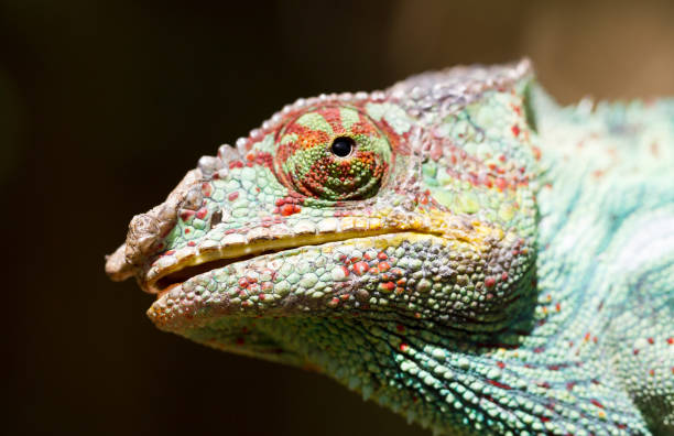istock Panther chameleon Furcifer pardalis from Madagascar 1175850736